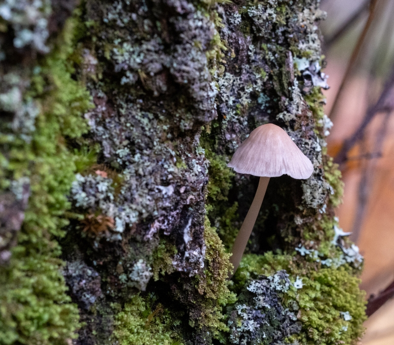 Photograph shows a small mushroom growing on a tree stump, surrounded by moss