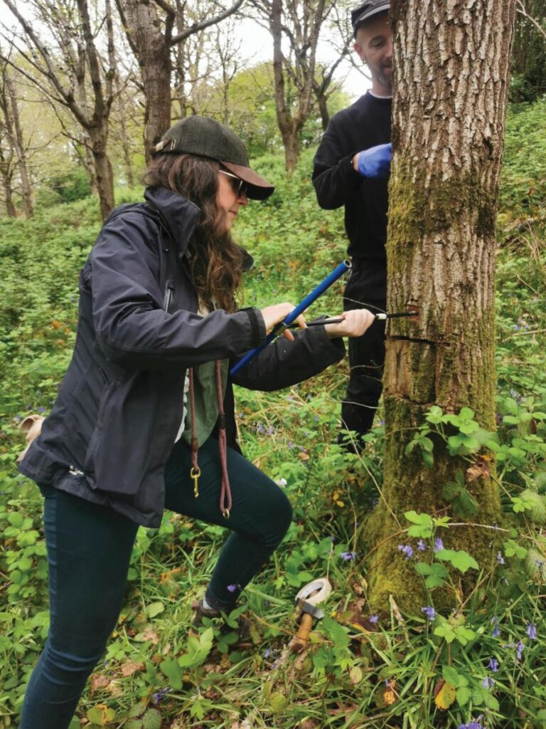 Photograph shows 2 people enacting core sampling of an Oak tree for Oak Polypore restoration