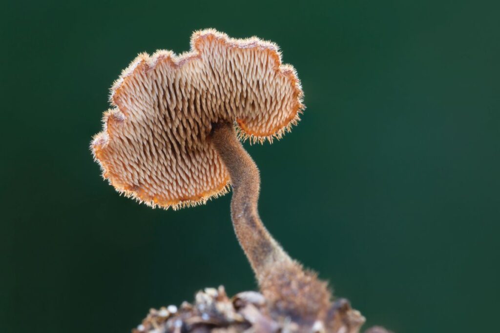 Photograph shows a close up of the beautiful Earpick Fungus, showing underneath the cap