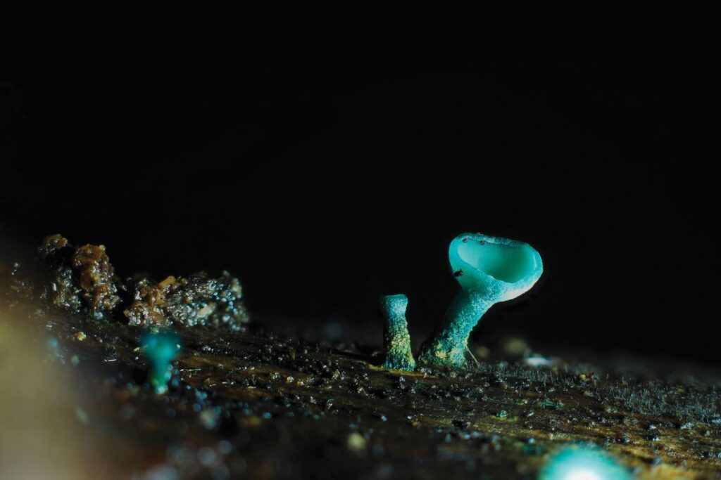 Photograph shows beautiful bright blue fungi growing out of wood against a black background