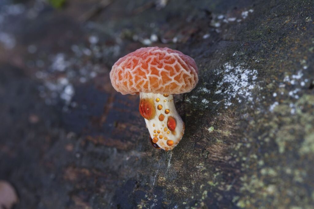Photograph shows a Wrinkled Peach fungus growing out of wood
