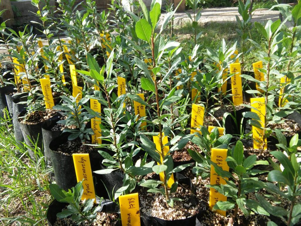 The photograph shows a number of young pear trees in pots with labels, ready to be planted out.