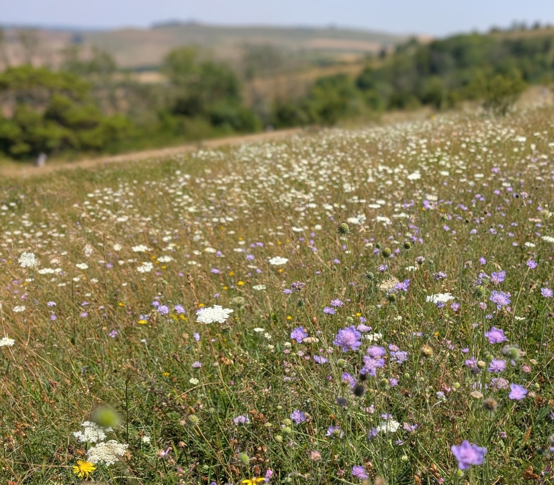 Photograph shows a wildflower meadow with hedge borders and rolling hills in the distance.